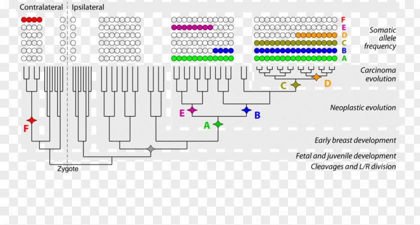 Genomictree Genome Research RNA World Virus PNG