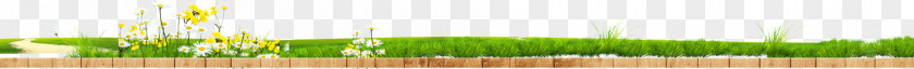 Grass Background Wheatgrass Green Water Close-up Wallpaper PNG