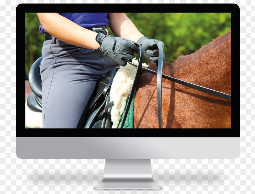 Horse Training Equestrian Stock Photography Royalty-free PNG
