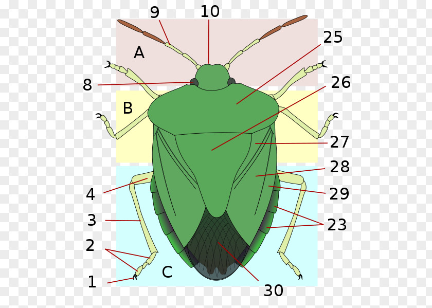 Insect Hemiptera Heteroptera Stink Bugs Scutellum PNG