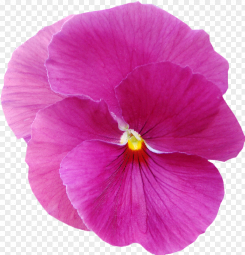 Pansy Violet Mallows Plant Lilac PNG