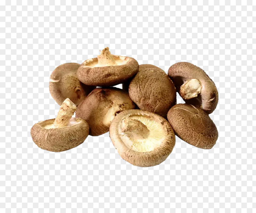 Bunch Of Mushrooms Shiitake Hot Pot Oyster Mushroom Vegetable PNG