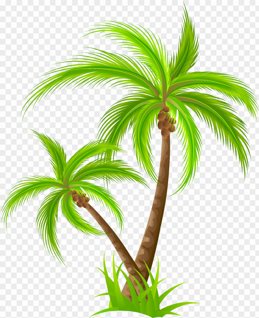 Coconut Tree Birthday Royalty-free Clip Art PNG