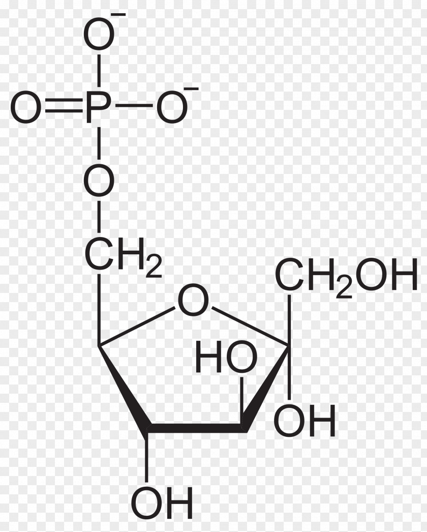Fructose 6-phosphate Glucose 1,6-bisphosphate PNG
