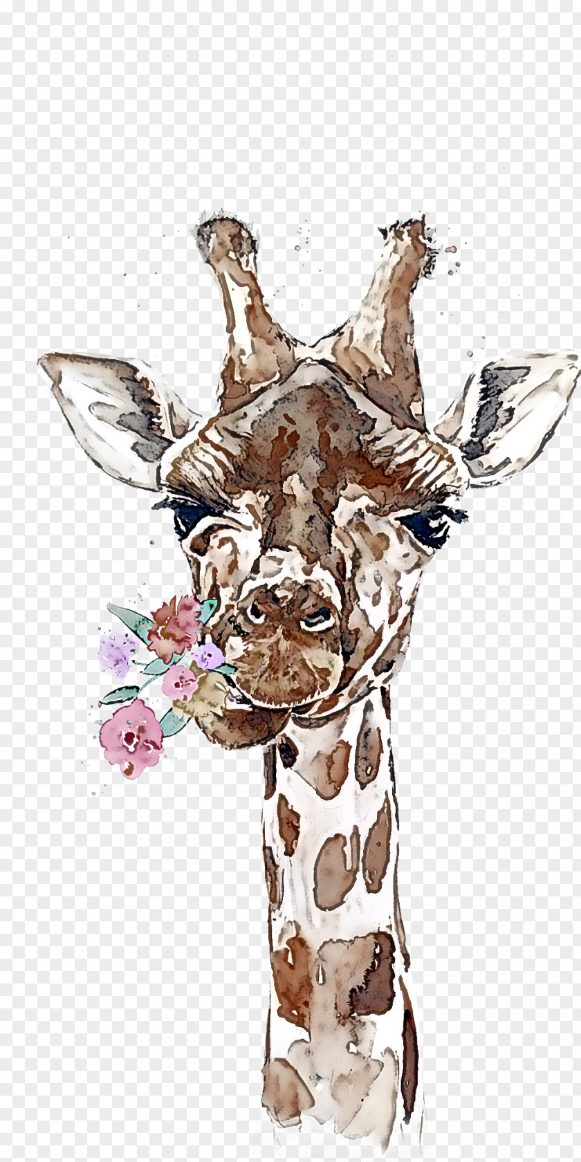 Giraffe Giraffidae Head Snout Wildlife PNG