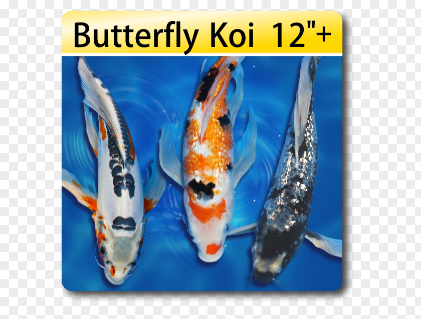 Goldfish Pattern Butterfly Koi Pond Fish PNG