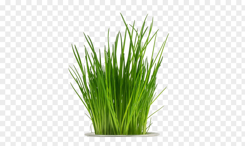 Passion Herbaceous Plant Chives Perennial PNG