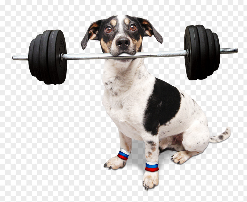 Pes Seznam.cz Dog Breed Jack Russell Terrier Televize Seznam Dachshund PNG