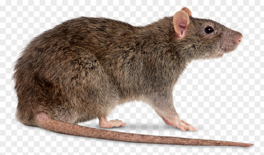 Rat File Brown Mouse Clip Art PNG