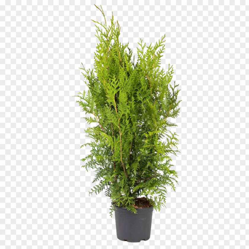 Thuja Arborvitae Occidentalis 'Smaragd' Ornamental Plant Oriental Arbor-vitae PNG