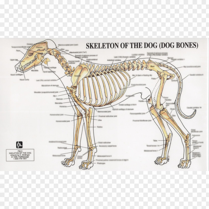 Dog Anatomy Human Skeleton Joint PNG