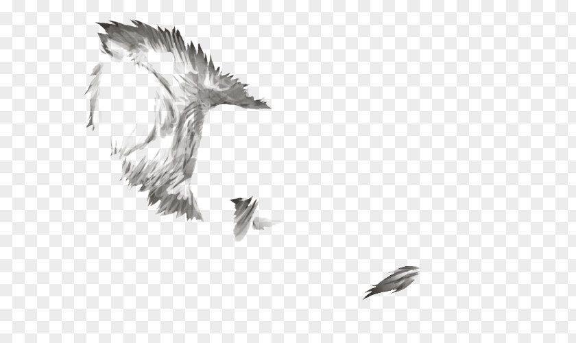 Feather Bald Eagle Beak White Font PNG