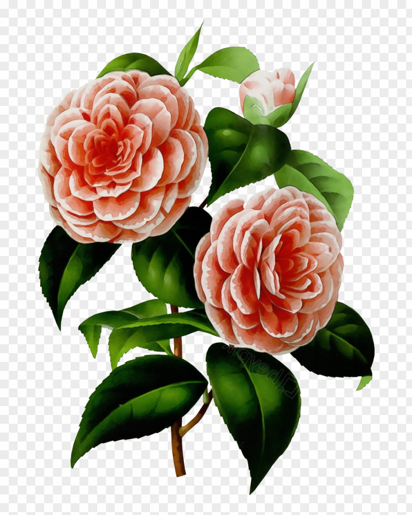 Peony Theaceae Garden Roses PNG