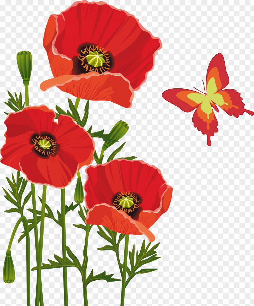 Poppies Poppy Flower Bouquet Butterfly PNG