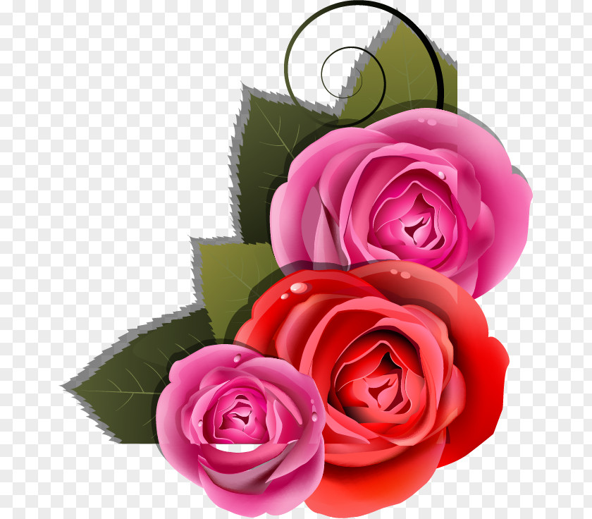 Romantic Rose Vector Photography PNG