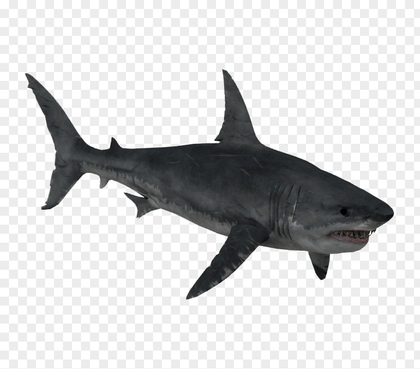 Sharks Zoo Tycoon 2 Requiem Shark Lamnidae Squaliformes Great White PNG