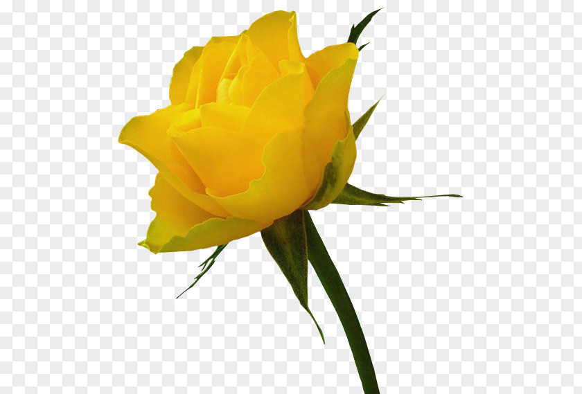 Yellow Rose Clipart Clip Art PNG