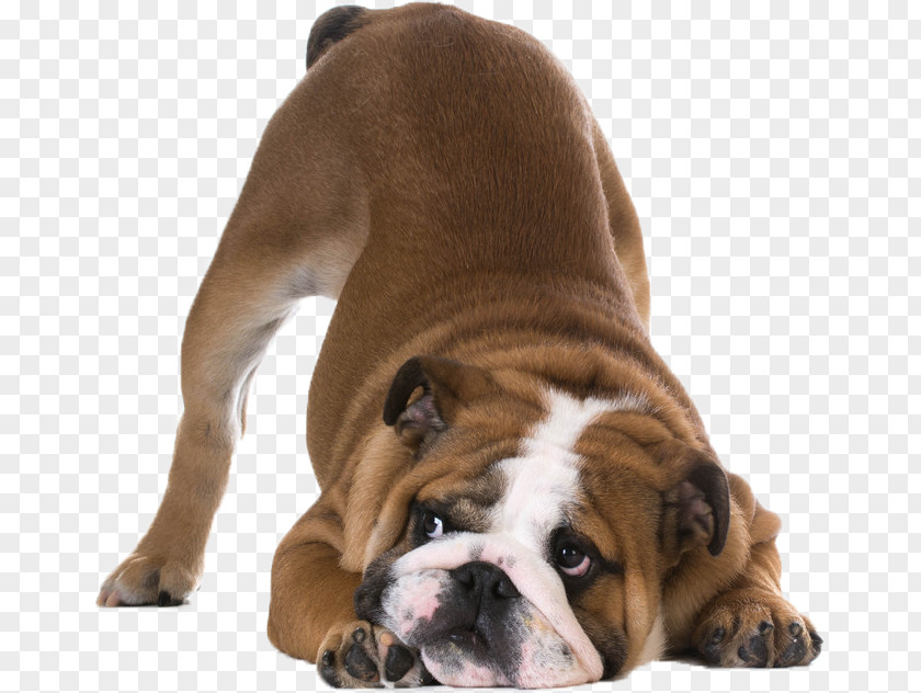 American Kennel Club Bulldog Shar Pei Stock Photography Royalty-free Bayard The Bloodhound PNG
