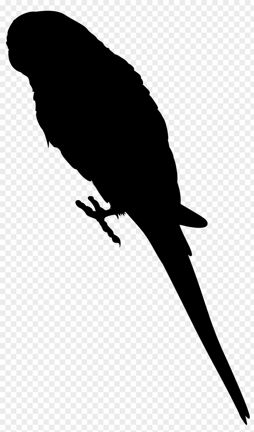 Beak Fauna Silhouette Feather PNG