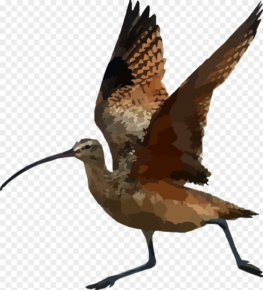 Flying Birds Bird Long-billed Curlew Beak Clip Art PNG
