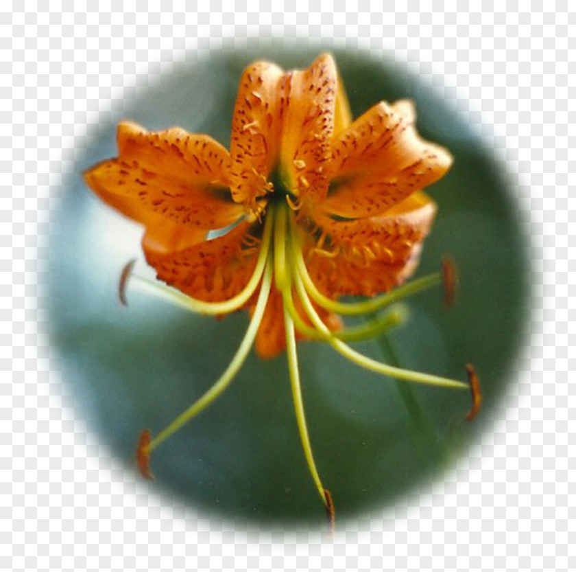 Himalayan Orange Lily Nape Himalayas Human Body Herboristerie Plaisir Santé PNG