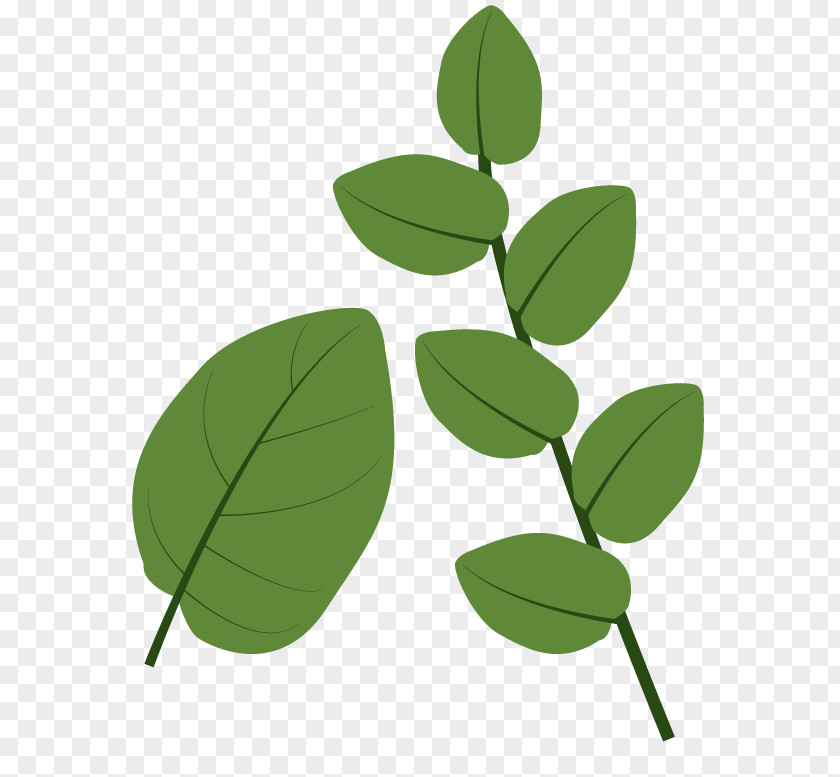 Leaf Green Plant Identification PNG