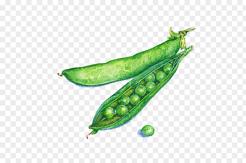 Pea Pod Watercolor Illustrator Painting Food Illustration PNG