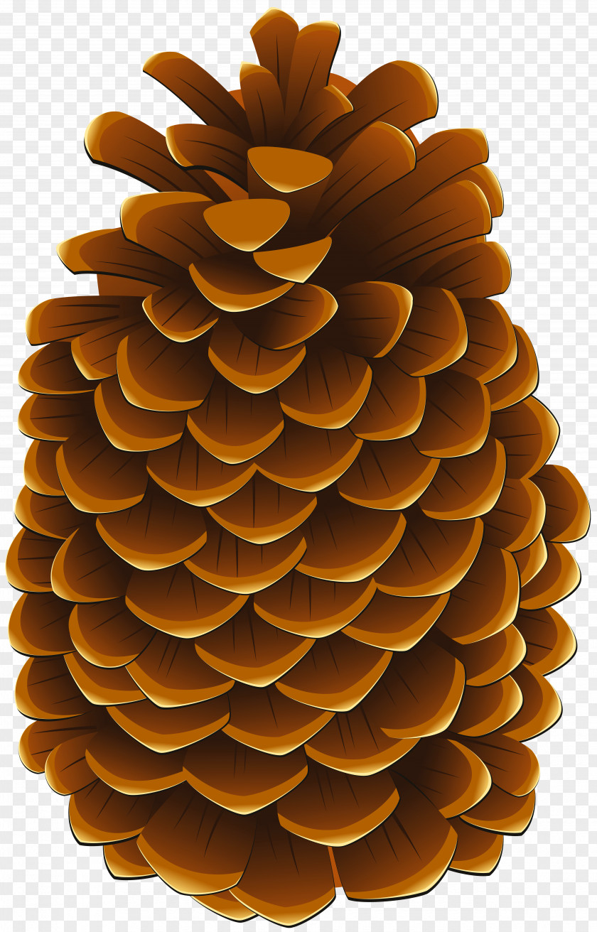 Pinecones Clip Art Conifer Cone Image Illustration PNG