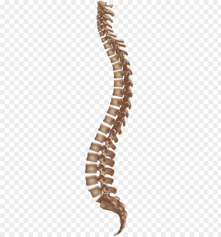 Spine Human Vertebral Column Bandscheibenvorfall Herpetic Whitlow Back Pain PNG