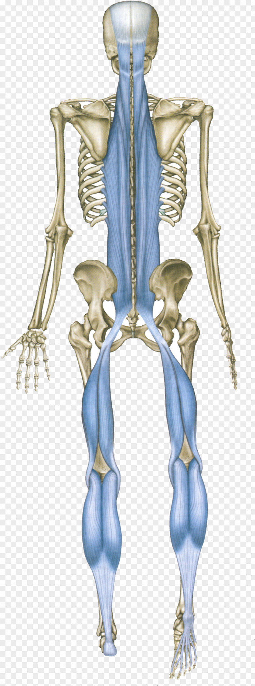 Anatomy Trains: Myofascial Meridians For Manual And Movement Therapists Human Back Sole Body PNG