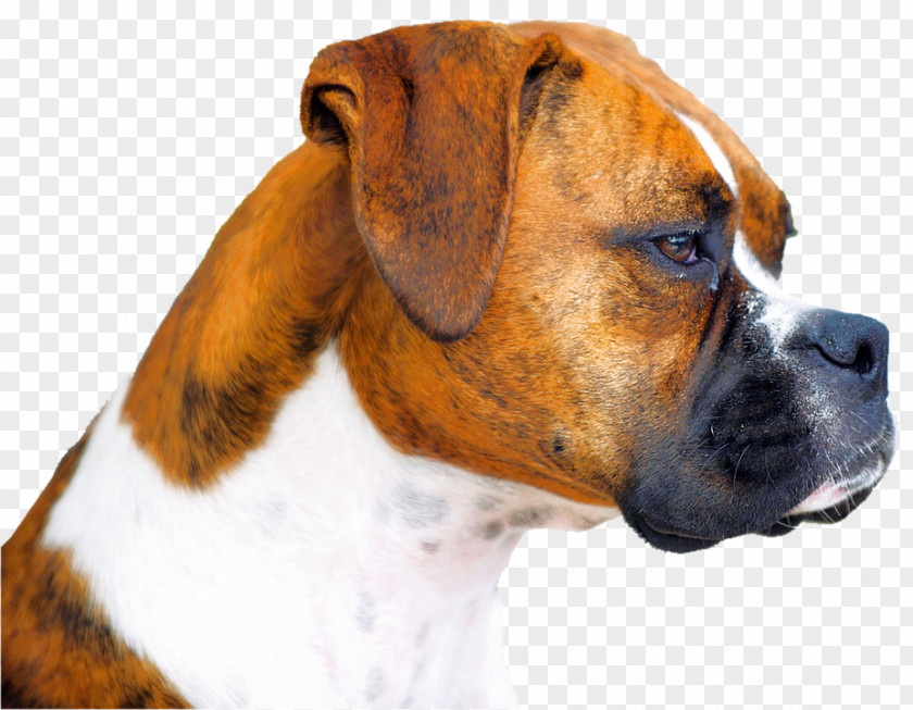 Boxerhund Boxer Pug Puppy Boston Terrier English Mastiff PNG