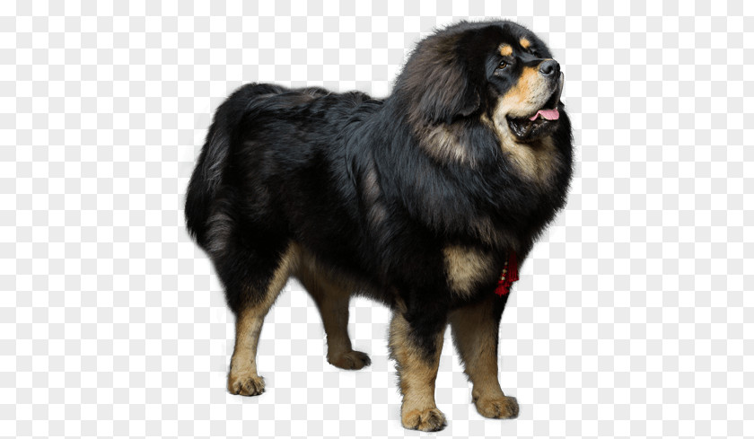 Giant Dog Breed Tibetan Mastiff English Bullmastiff PNG