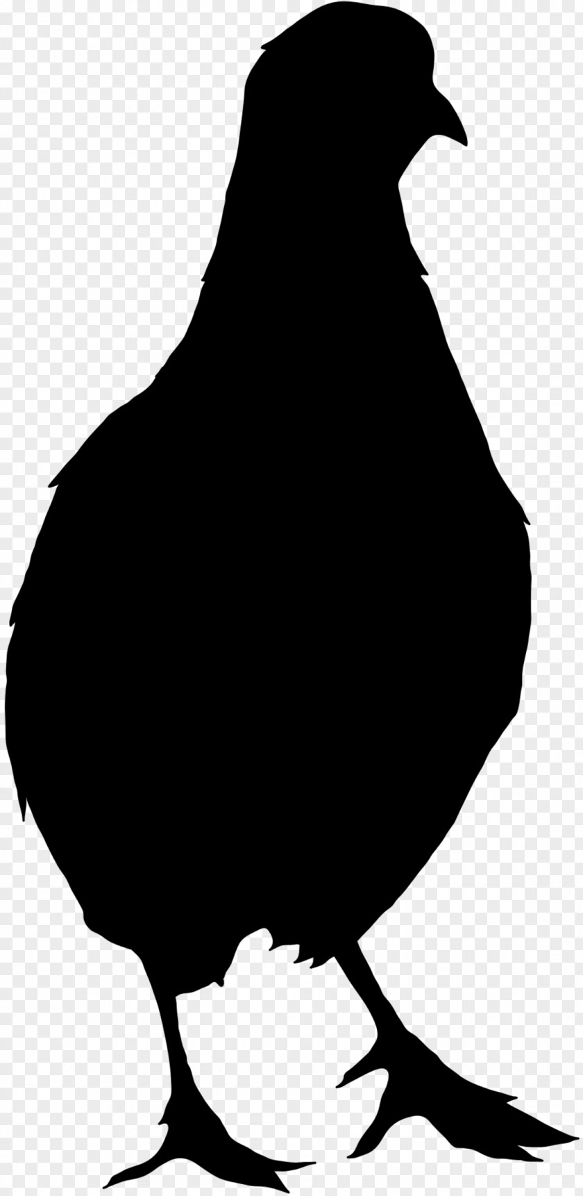 Northern Bobwhite Vector Graphics Chicken Silhouette Quail PNG