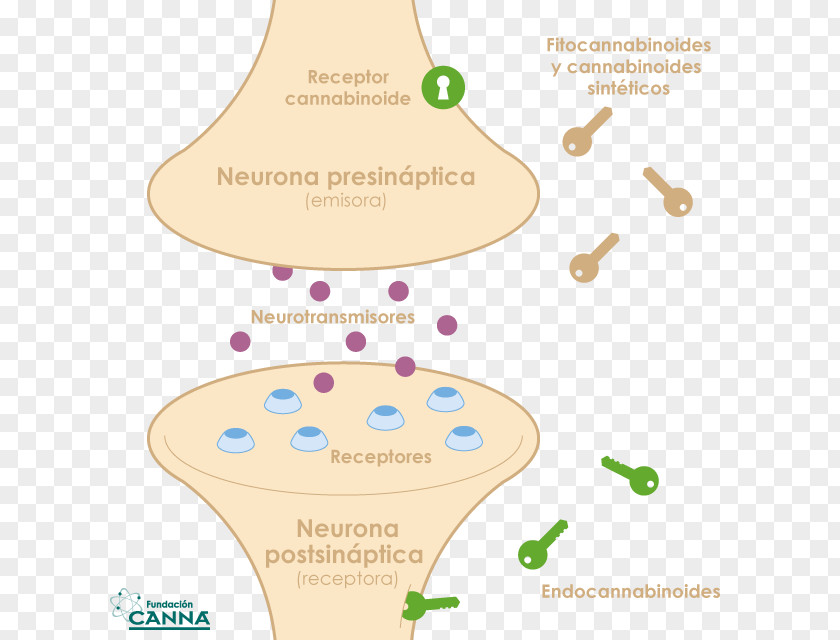 Vascular Endothelial Cells Endocannabinoid System Cannabidiol Signaling: Methods And Protocols Cannabinoid Receptor PNG