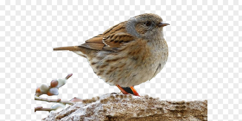 Bird House Sparrow Parrot Moineau PNG