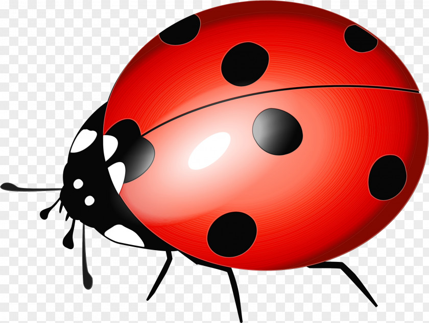 Leaf Beetle Ball Ladybug PNG
