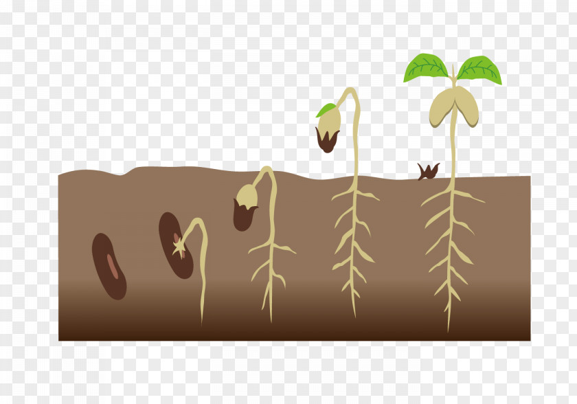 The Seeds Of Road Map Seed Germination Ecosphere PNG