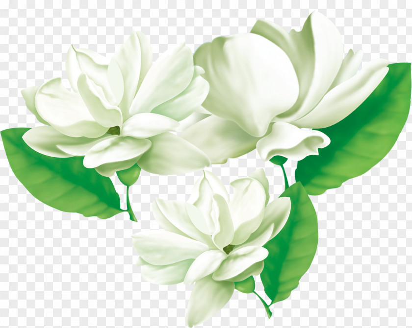 Three Jasmine Arabian Flower Cape PNG