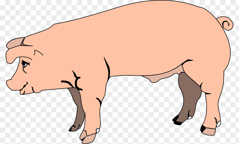 Farm Cliparts Pen Domestic Pig Free Content Fetal Clip Art PNG