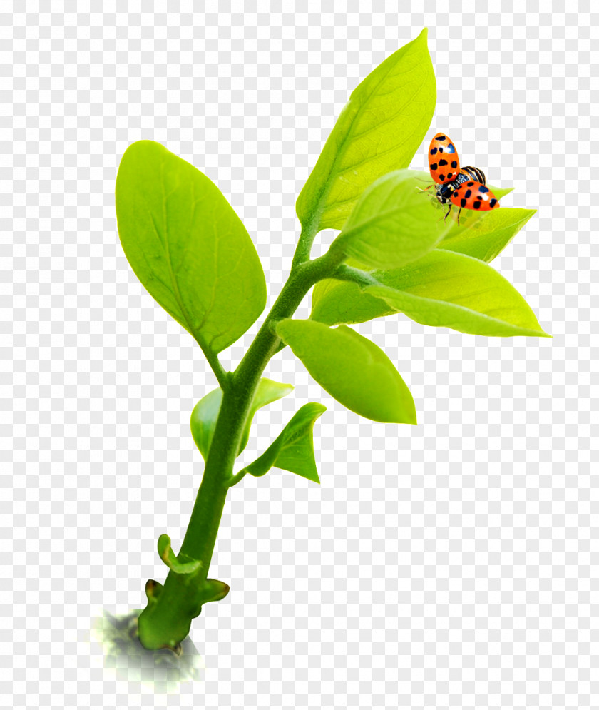 A Green Plant Leaf Flower Shoot PNG