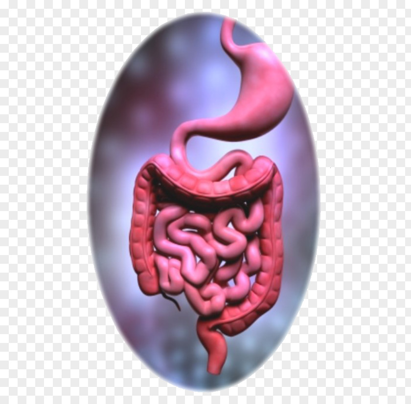 Health Nutrient Gastrointestinal Tract Digestion Human Digestive System Body PNG