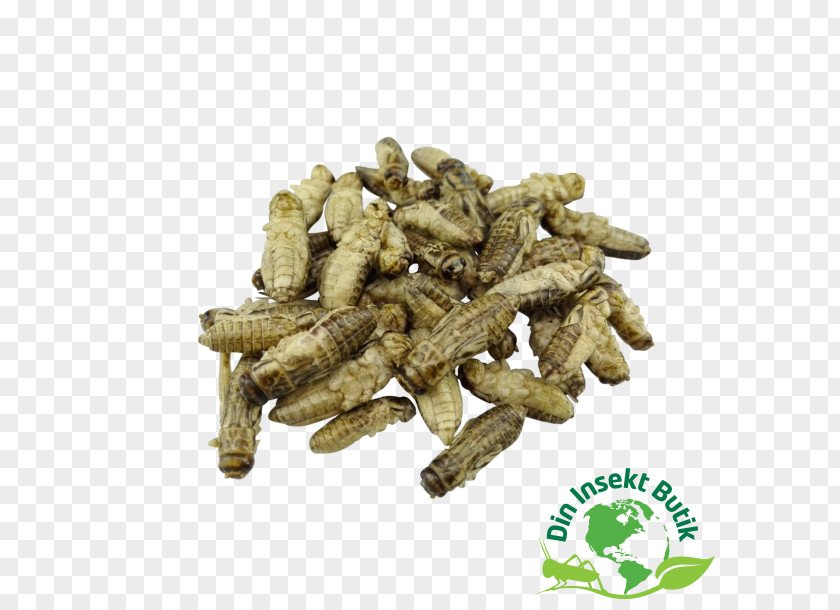 Insect Cricket Din Insekt Butik World Ingredient PNG