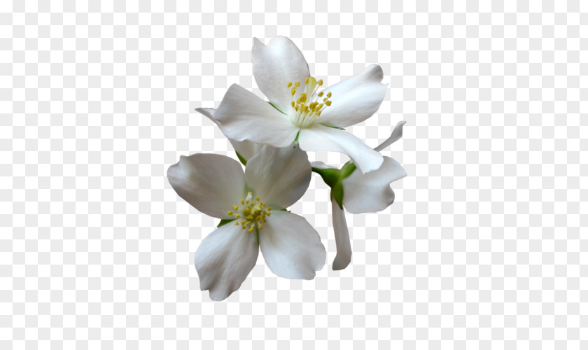 Jasminum Infographic Magnolia Family Petal Flower PNG