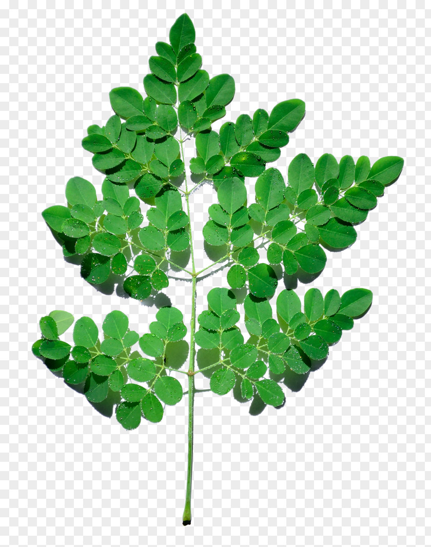 Moringa Drumstick Tree Medicinal Plants Leaf PNG