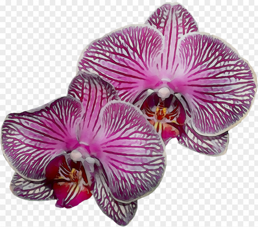 Moth Orchids Pink M PNG