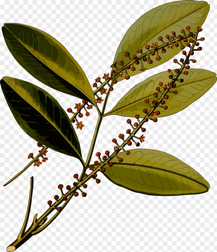 Paraguay Köhler's Medicinal Plants Jaborandi Pilocarpus Microphyllus Botany Botanical Illustration PNG
