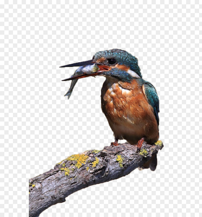 Birds And Fish Common Kingfisher Bird Alcedo S.R.L. PNG