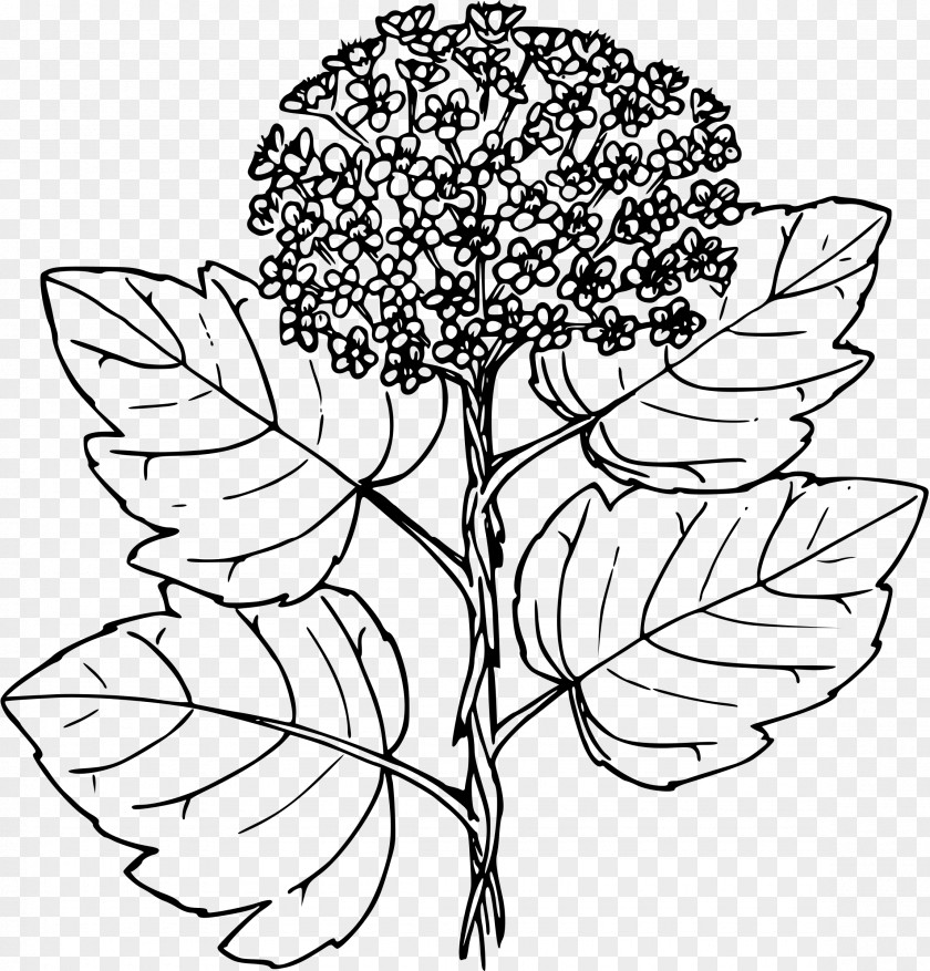 Floral Design Ninebark Physocarpus Malvaceus Clip Art PNG