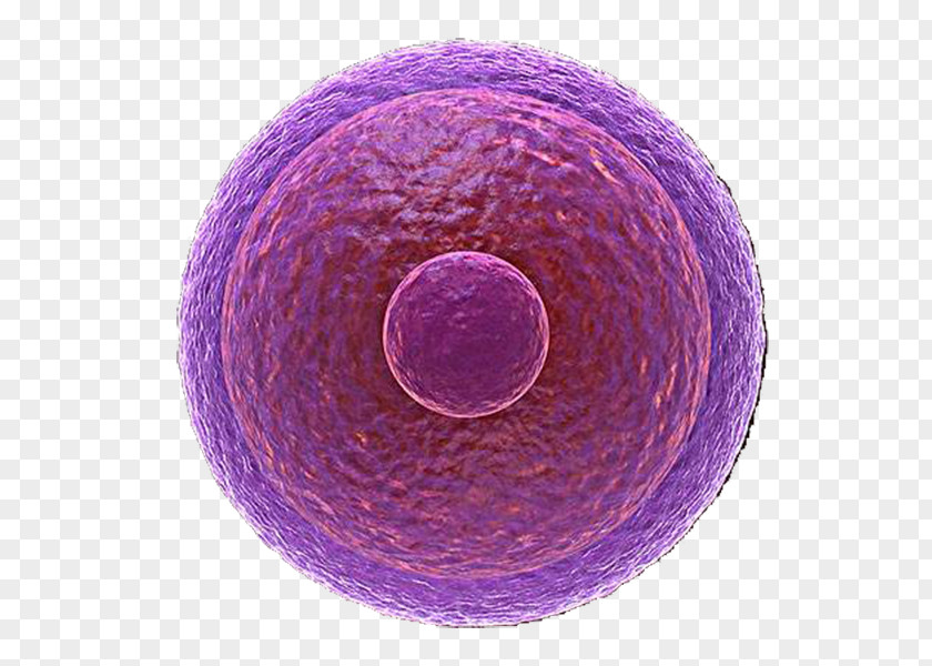 Purple Biomedical Cell Illustration In Vitro Fertilisation Egg Fecondazione Artificiale PNG