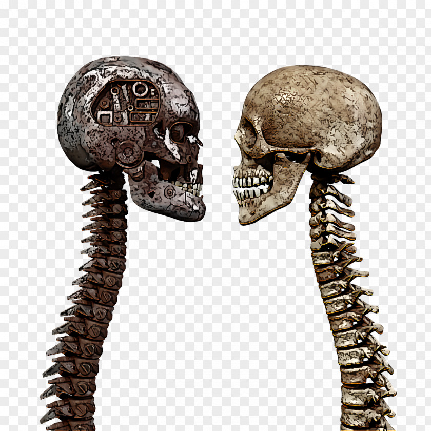 Skeleton Human Biology Science PNG